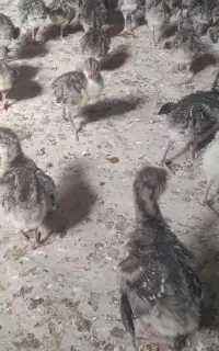 فروش جوجه بوقلمون