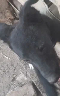 سگ پاکوتاه