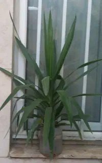 گل یوکا آپارتمانی