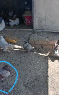 کبوتر یا کفتر غریب رفته جوجه داره