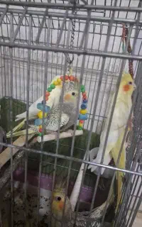 طو طی عروس هلندی