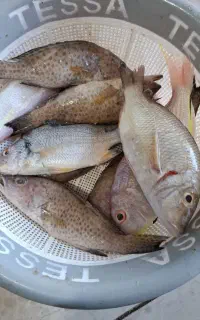 استخدام فروشنده