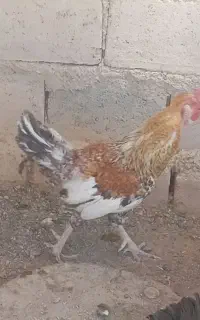 خروس بومی