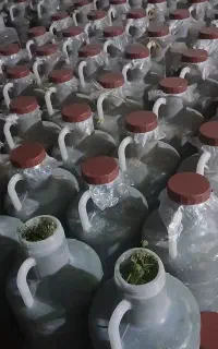 خیارشور درجه یک