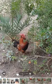 خروس