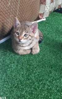4 بچه گربه دو تا خواهر و دو برادر واگذار می شود