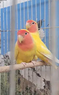 طوطی صورت هلویی