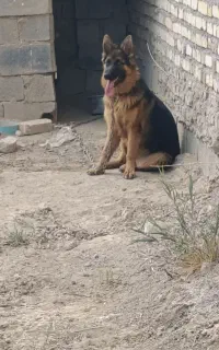 سگ ژرمن اصیل