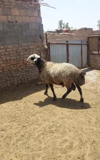 ا راس قوچ