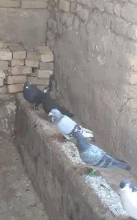 کبوتر پرشی