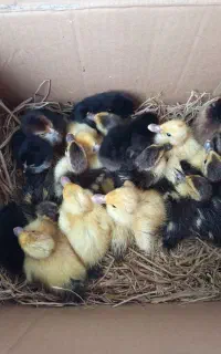 14عدداردک اسراعیلی دونه ای220