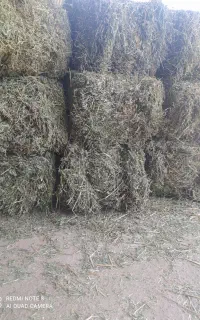 فروش بیده بردسیر