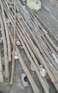 چوب نیشکر
