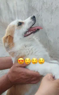سگ،پاپی،پاکوتاه،شیتزو