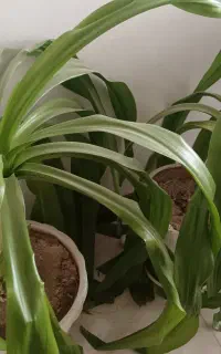 گل بزرگ با گلدانهای پلاستیکی وسفالی