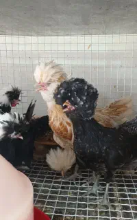 نیمچه لهستانی و پولند