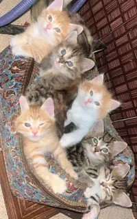 گربه واگذاری