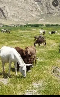 شیر الاغ