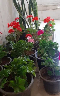 تعدادی گل شمعدانی