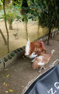 بوقولمون نر  با جوجه 2هفته ای