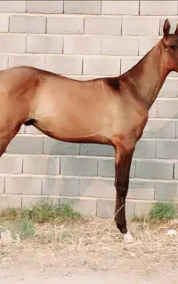 کره نریان ترکمن ۷ ماهه