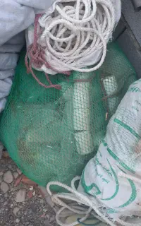 جل میگو