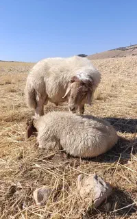 قوچ