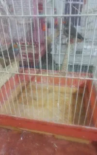 فنچ نژاد خارجی