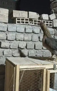 مرغ گلین لری خوش رنگ، جوجه لاری