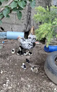۴عدد مرغ گلین
