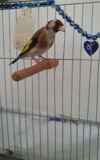سهره نر چهار گل