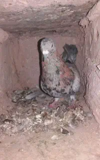 کبوتر هفرنگ
