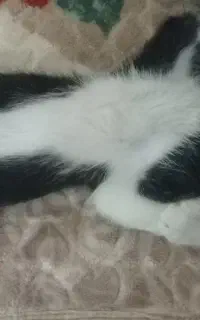 واگذاری بچه گربه