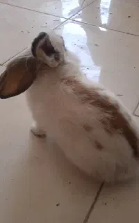 خرگوش