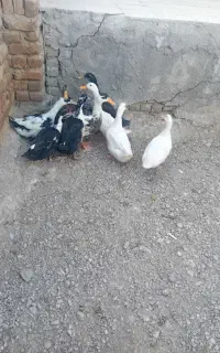 اردک نر
