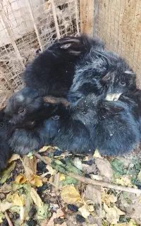 خرگوش بچه