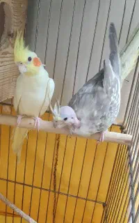 جفت عروس هلندی کارداده