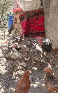 بوقلمون