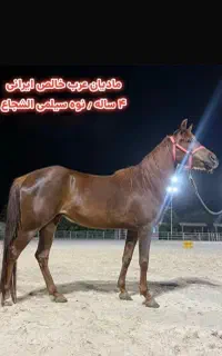 مادیان 4ساله،عرب خالص ایرانی