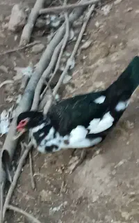 اردک خارجی ماده تخم گذار