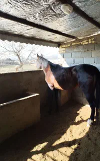 نریان دو خون درجه یک