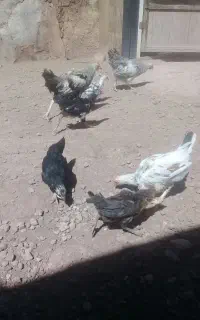جوجه گلین وخروس