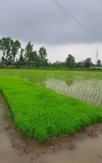 یک خزانه نشا هاشمی