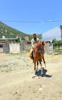 اسب ۶ دانگ کورد