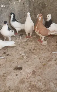 کفتر