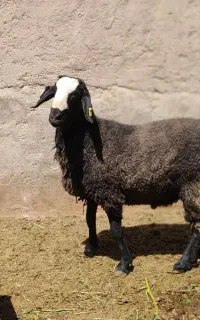 بره نر،قوچ.قوچ چال