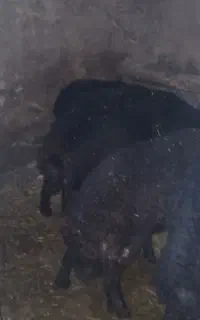 بره نر و ماده شیری قزل افشار
