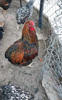 خروس ویاندوت
