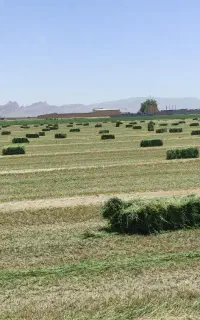 یونجه پرس درجه یک