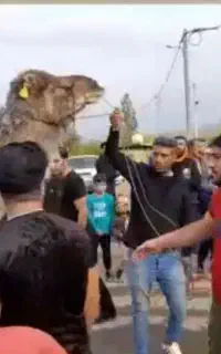 قصابی دوستان